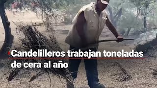 ¡Un producto clave Candelilleros extraen hasta 3000 toneladas anuales de cera de candelilla [upl. by Jeanine128]