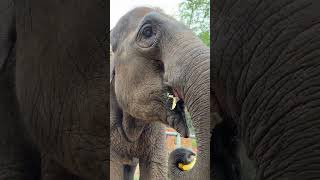 Please eat banana mashed It’s rare to see an elephant eating bananas like this [upl. by Airdni]