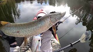 Musky Pike and Bass in the Ottawa Valley [upl. by Dareen]