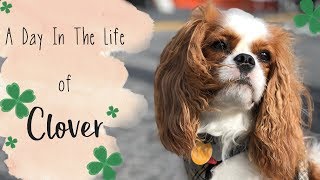 A Day In The Life of Clover ☘️ The Cavalier King Charles Spaniel 🐶 [upl. by Talbot]