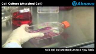 Cell Culture Attached Cell [upl. by Connors]