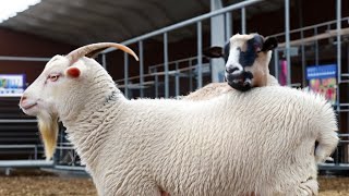 65th Aldine ISD FFA Livestock Show Lamb amp Goat [upl. by Paloma]