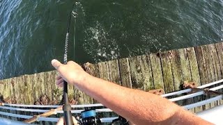 Feather Blenny Blackfish Snappers and More Long Island New York [upl. by Airretnahs]