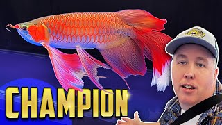 Battle of the Arowanas  World Championship in China [upl. by Hanfurd]