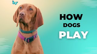 Understanding Healthy Dog Play What to Look for and How to Encourage Positive Interactions [upl. by Vena]