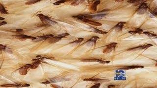 Termites swarm Experts say normal this time of year [upl. by Oniliuqnart]