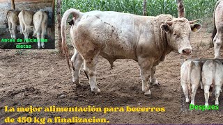 DIETA DE FINALIZACION PARA BECERROS DE 450 KG DE PESO VIVO A RASTRO [upl. by Viviene]