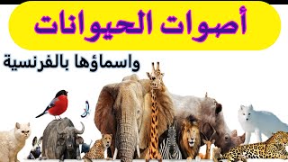 اسماء الحيوانات بالفرنسية مع اصواتها  ANIMAUX EN FRANCAIS ET LEURS SONS [upl. by Hedwiga]