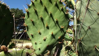 Ancient Food Prickly Pear Cactus [upl. by Ninetta317]