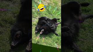 Schipperke schipperkelovers puppy cuteanimal chienmignon cutedog dogcute doglife [upl. by Adnilec]