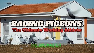 BIRDMASTER quotRacing Pigeons The Ultimate Working Athletequot [upl. by Emmi]