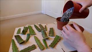 Epiphyllum Cactus Pruning And Cuttings [upl. by Nyla]