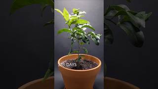 673 Days in 60 seconds Date palm and Mandarin tree timelapse timelapse plantkingdom monkshood [upl. by Alfonso737]