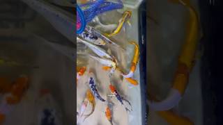 Koi fish 🐠 restocked thezoopets koi koifish fish fishtank fishshop aquarium aquariumfish [upl. by Buine508]