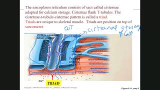 BIOL 2401Chapter 9Part 1 [upl. by Enelyk]