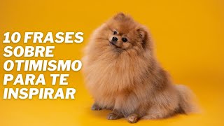 10 FRASES SOBRE OTIMISMO PARA TE INSPIRAR [upl. by Halilad2]