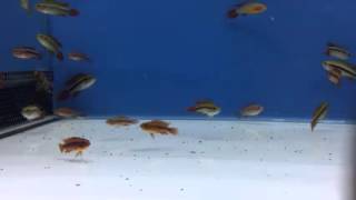 🐟 Poissons  Apisto Agassizi double Red [upl. by Christean]