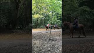 Epping Forest Uk whatabeautifuldaytogooutside nature [upl. by Dlonra]