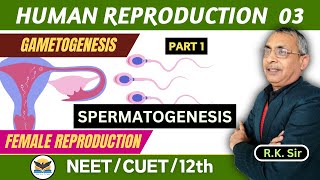 Spermatogenesis  Gametogenesis  Female Reproduction  Human Reproduction  RK Sir [upl. by Airehc]