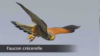 Faucon crécerelle [upl. by Matthus]