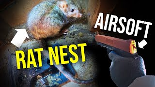 The BEST WAY to GET RID OF ROOF RATS QUICKLYairsoft [upl. by Lladnarc]