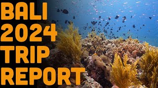 Volcano Diving Bali Trip Report 2024 [upl. by Shina417]