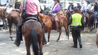 Cabalgata feria cali 2013 [upl. by Golda582]