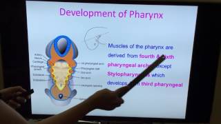 Embryology of GIT  Part I by Dr Vijaya  Tongue Pharynx amp General Concepts [upl. by Ybba169]