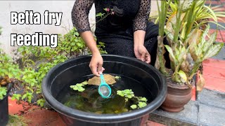 Best starter food for betta fish babies  Betta fish [upl. by Annoyek]