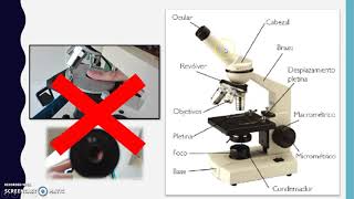 Métodos de estudio de la célula microscopio [upl. by Melisenda389]