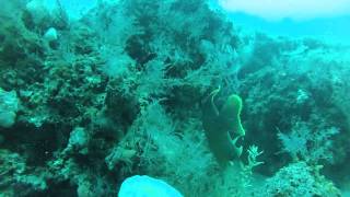 Diving St Andrews Jetty in Panama City Beach FL [upl. by Azal673]