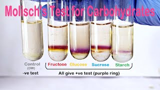 Molischs Test Practical Experiment [upl. by Grider575]