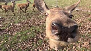 NEULICH im ERZGEBIRGE 🦌 [upl. by Rendrag]