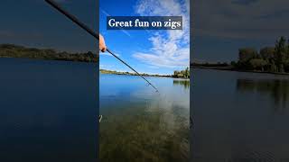 BIG CARP ON A ZIG carp fish fishing angling angler fishingvideo fishinglife Hindersbaituk [upl. by Wan]