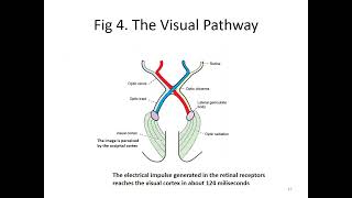 1 1 Physiology of vision [upl. by Leamiba]