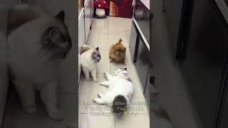 Cheeky Cat Slaps Dog After Peacekeeping You Sly Dog 🐱🐶😹 CatFight DogHero CheekyCat [upl. by Ricketts]