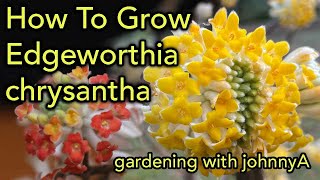 How To Grow Edgeworthia Chrysantha  Fragrant Early Flowering  Paper Bush [upl. by Killarney]