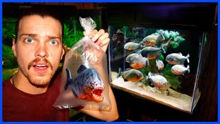 I Bought PIRANHAS For My Aquarium [upl. by Yaakov243]