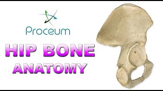 Anatomy of Hip Bone  innominate bone  Pelvis  Osteology  Ilium Ischium Pubis Animation [upl. by Danna209]