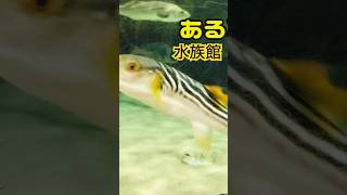 島根県浜田市の水族館に行ってきましたこども 観光 水族館めぐり [upl. by Ecilayram]