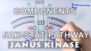 Components of JAKSTAT Pathway  JANUS KINASE amp STAT [upl. by Ahsinit737]