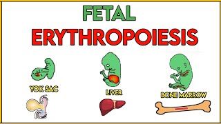 ERYTHROPOIESIS fetal  RBC production  hematopoietic stem cell  embryology hematology [upl. by Richela]