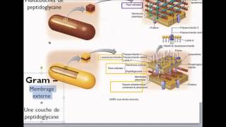 Paroi cellulaire [upl. by Crispas478]