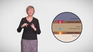 MOOC côté cours  Apoptose  les acteurs [upl. by Dody]