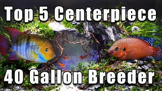 Top 5 Centerpiece Fish For a 40 Gallon Breeder Aquarium With Some Unusual Options [upl. by Temme]