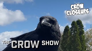 Crow Closeups [upl. by Llednohs]