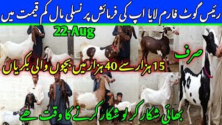 Raees goat farm visit gulabi kamori teddy pateri makka chini latest update 22Aug2024 lalukhet [upl. by Aennil10]