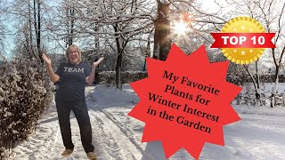 10 best plants for the winter garden [upl. by Llemmart]