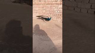 peacock birds thardesert [upl. by Azaleah]