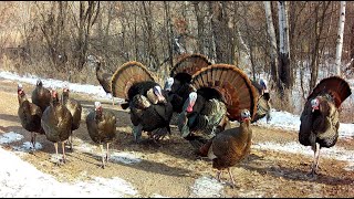 Tom Turkeys Showing Off Synchronized Gobble [upl. by Eeralav]